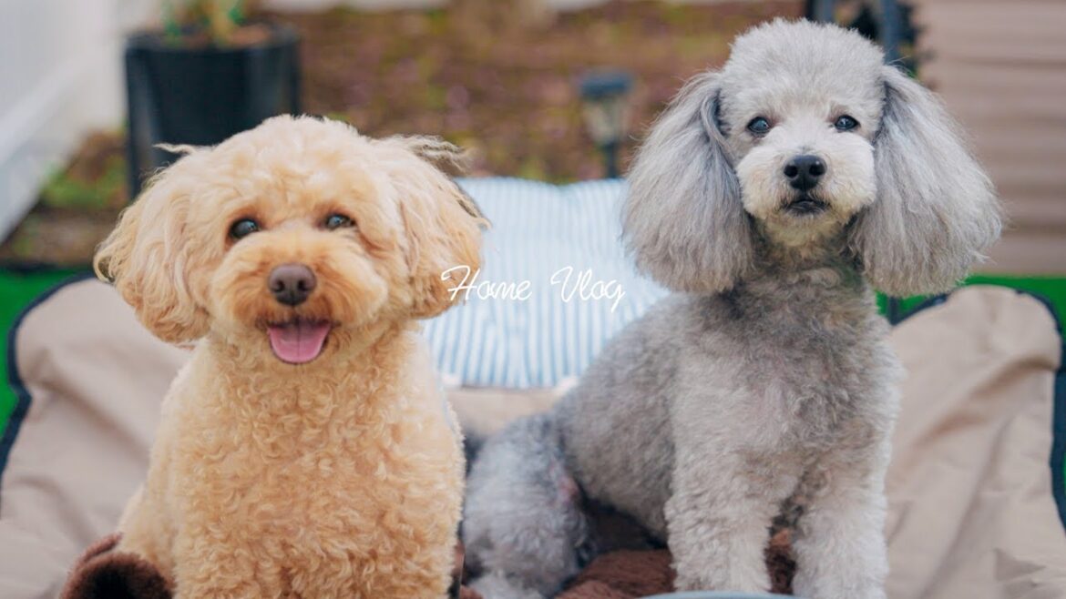 🐶愛犬のガールフレンドをリフォームしたお庭でおもてなし【トイプードル】