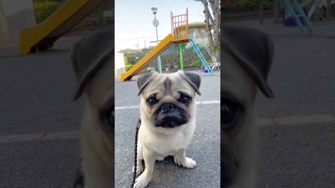 [パグ]一通り遊んで満足気🐶ﾌｩｰ♪(enjoyed the park) #shorts