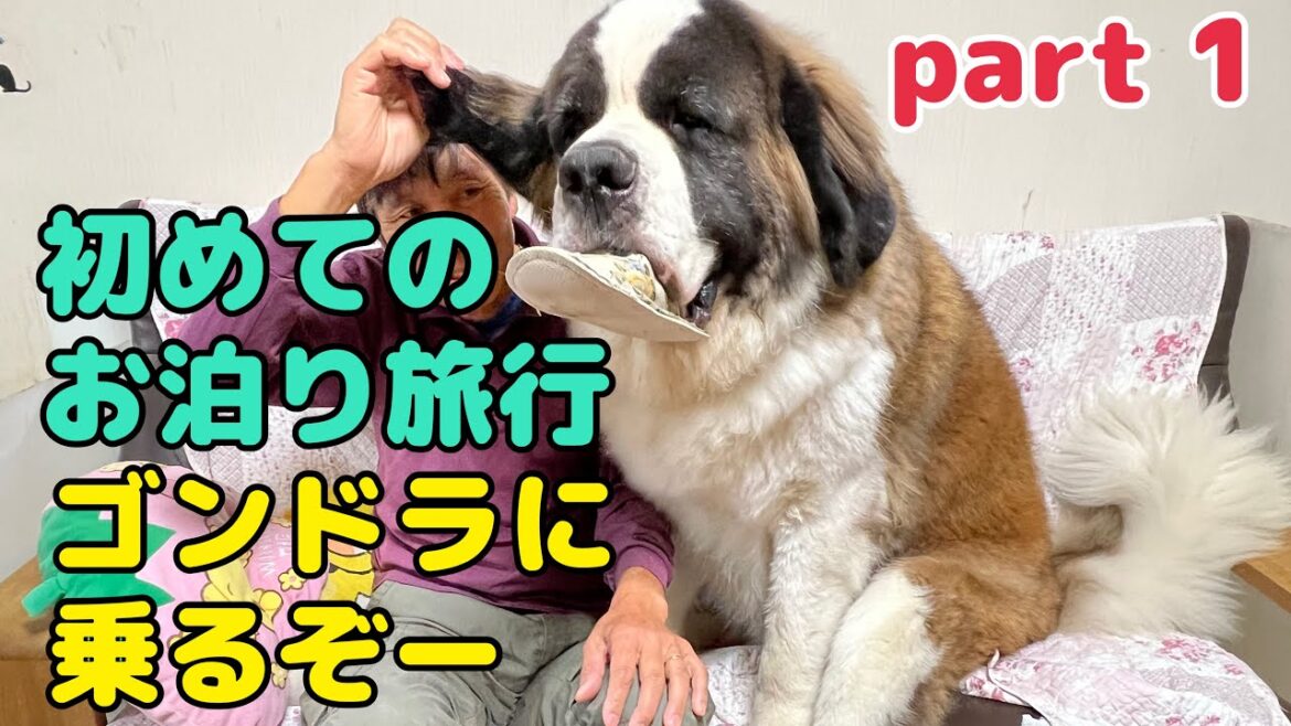 【セントバーナード】初めての一泊旅行へ出発 ゴンドラに乗ろうpart 1 【セントバーナード】初めての一泊旅行へ出発 ゴンドラに乗ろうpart 1