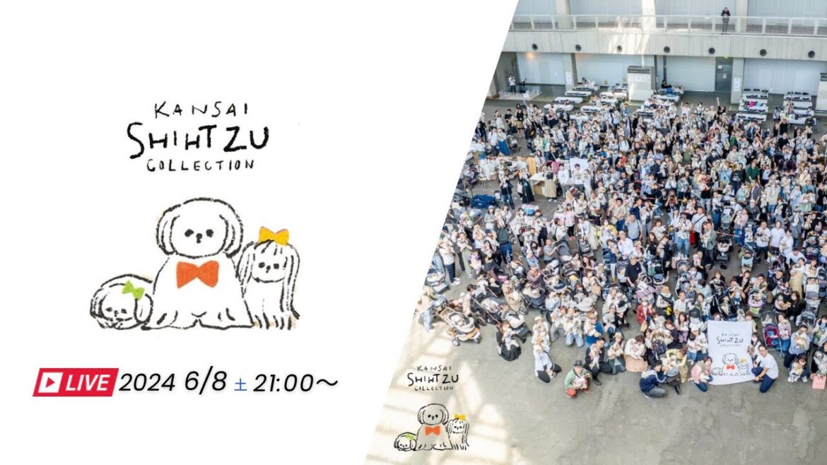 【関西シーズーコレクション2024】シーズー好きにはたまらないイベントがついに実現しました！！