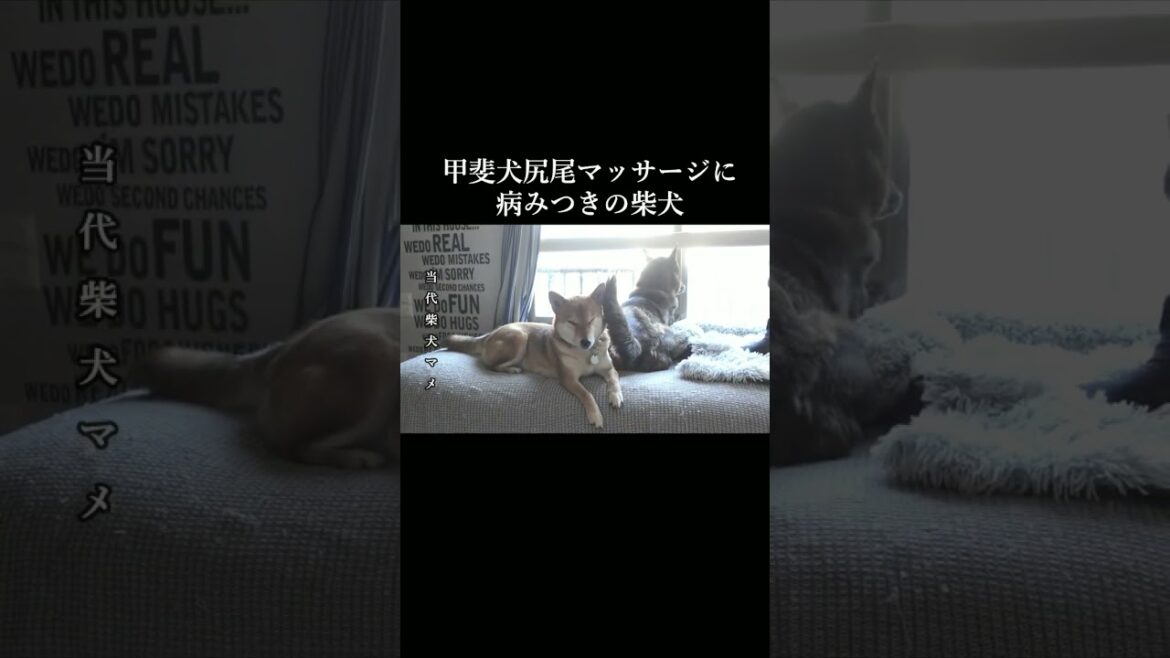甲斐犬の尻尾マッサージに病みつきな柴犬たち　 #柴犬 #甲斐犬#youtubeshorts