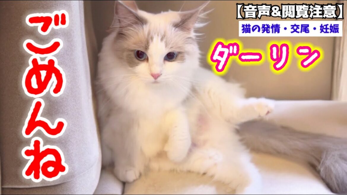 【閲覧注意】ツンデレ母猫ラグドールがまた発情＋まさかの浮気⁉︎ まさかこんな結末になるとは... #猫 #猫の発情期 #ラグドール #閲覧注意