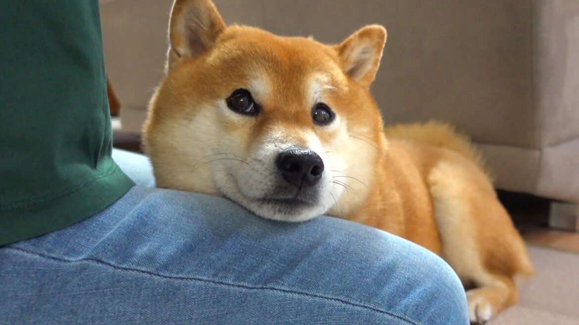 柴犬はパパ抜きで実家に行くと‥こうなる。。
