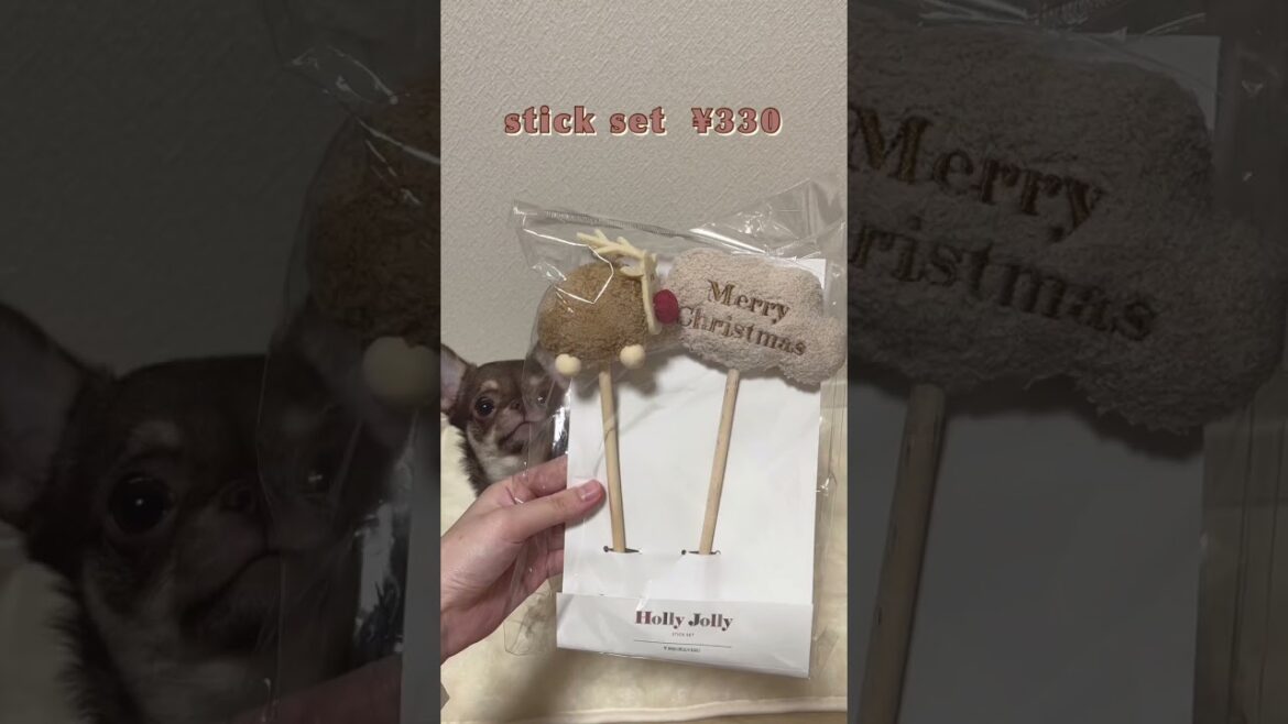 【スリーコインズ】クリスマス限定ペットグッズが可愛すぎる🎄 #shorts #chihuahua #チワワ