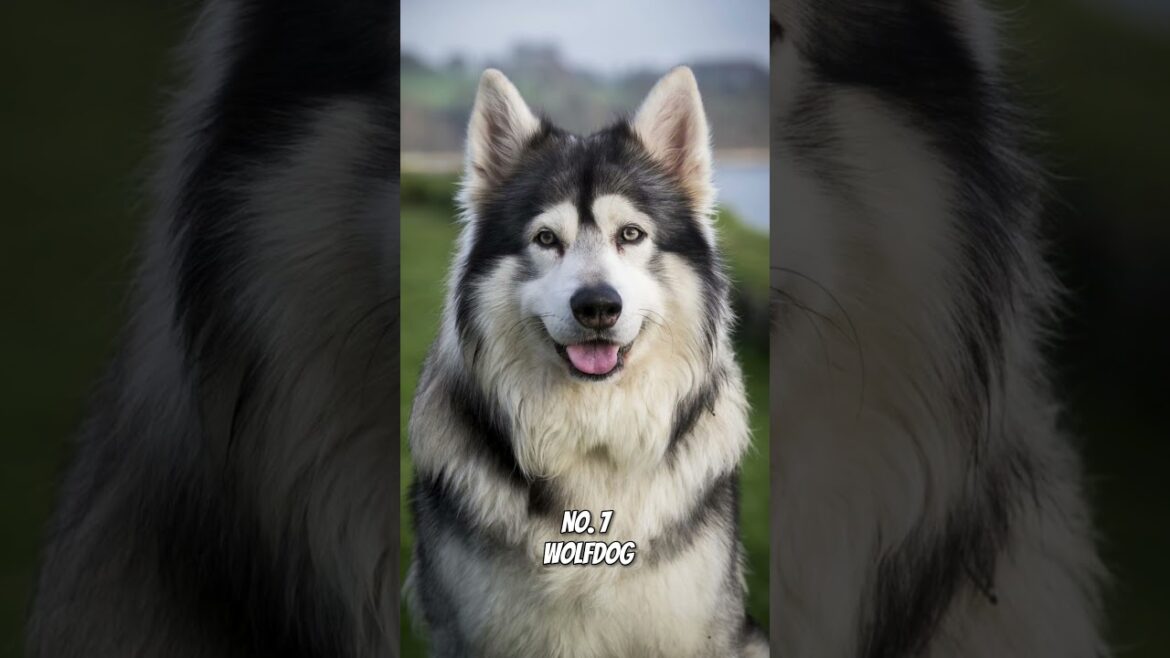 10 Banned Dog Breeds in the World