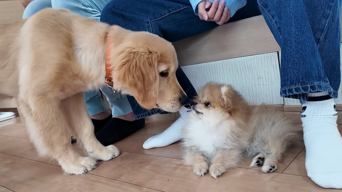 衝撃！体重差15倍！大型犬と小型犬の子犬の違いに驚く。【Golden Retriever japan】