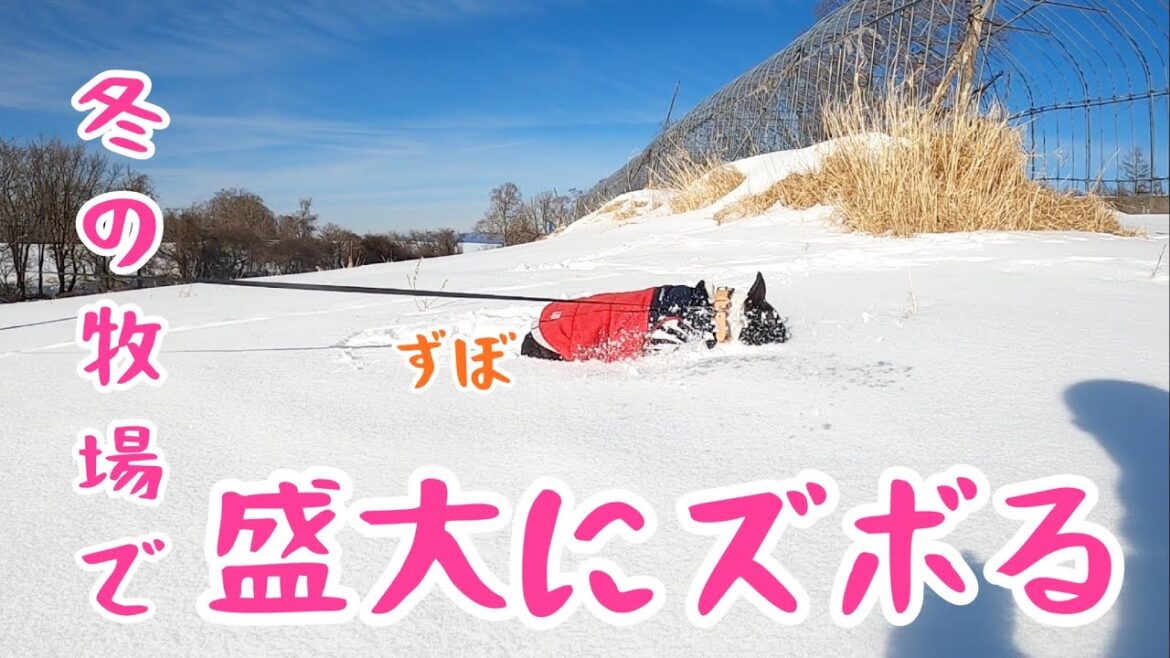 爆笑！！ズボるボストンテリアきいろさん