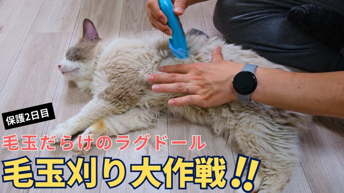 汚れ臭いがきついラグドールの毛玉を刈ってみた　ご報告もあります