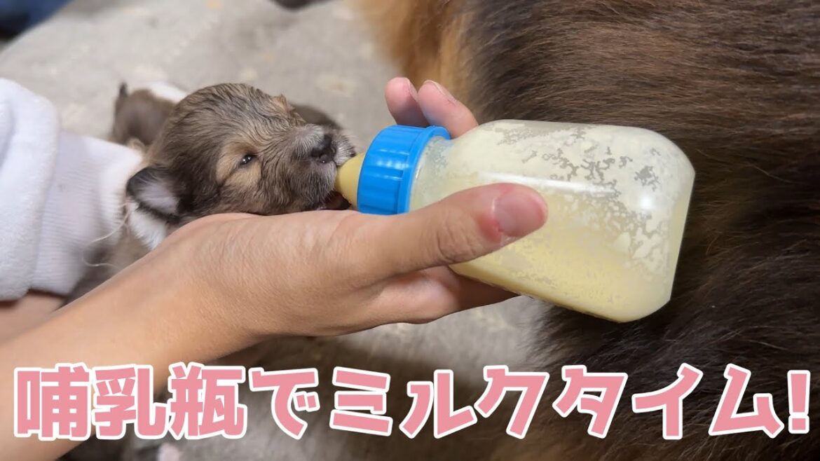 【シェルティ】哺乳瓶でミルクタイム🍼【上手だね】