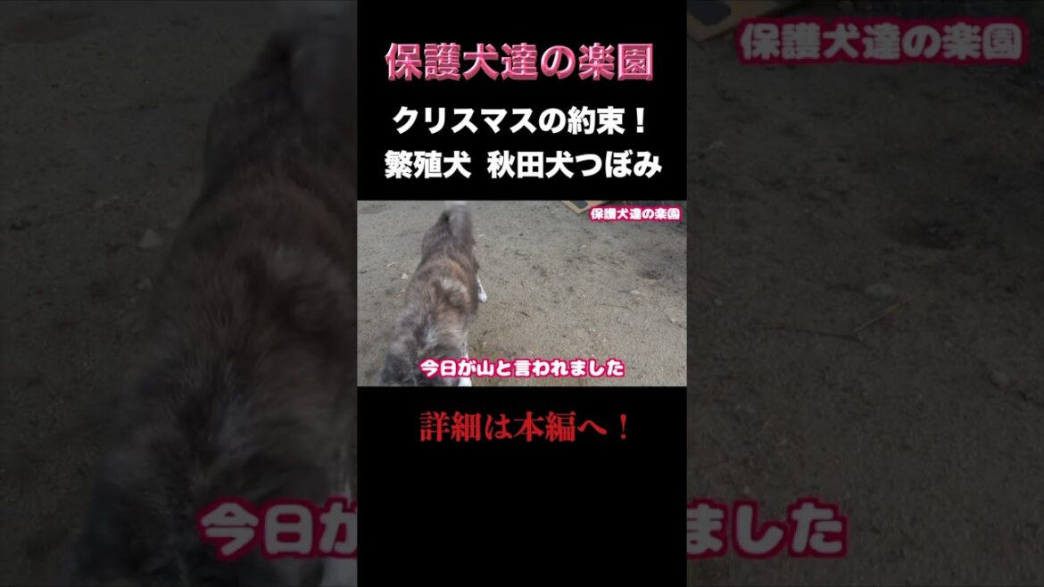 クリスマスの約束！ 秋田犬つぼみ #保護犬を飼おう　＃繁殖屋　＃秋田犬
