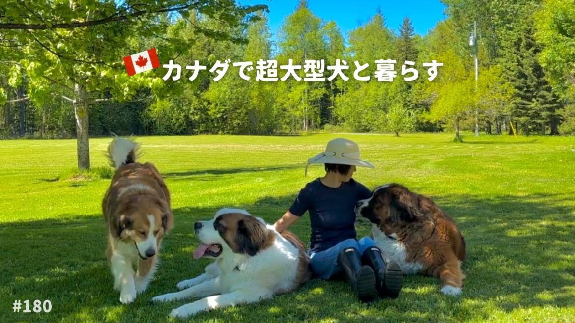 幸運のサイン⁉️ ダブルレインボー🌈／今週もドッグシャワー【超大型犬 3頭とカナダで田舎暮らし・海外生活】