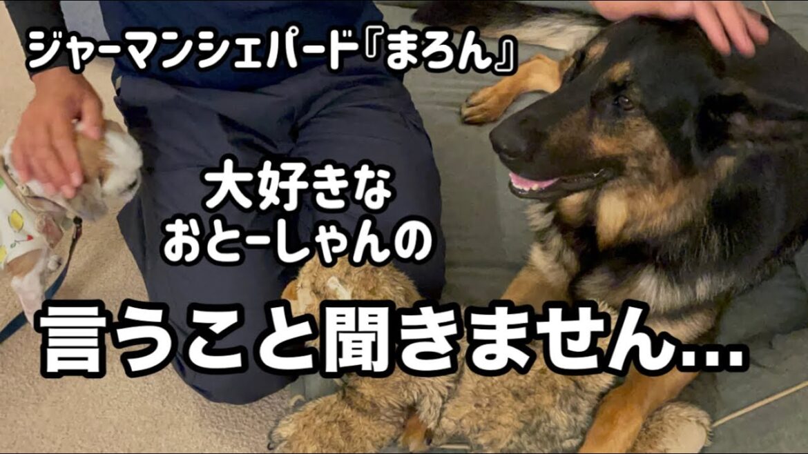 【ジャーマンシェパード】大好きな飼い主が1週間ぶりに帰宅。おとーしゃんにはハメを外して、やりたい放題言うこと聞きません😅でも楽しそう😆