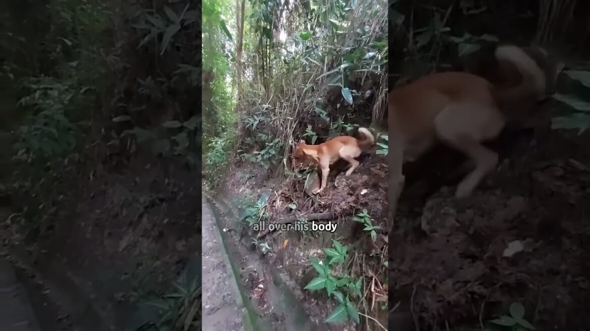 Stray dog happy chasing fish