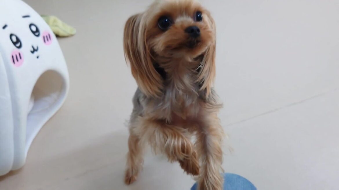 ヨーキー兄さん、ちょっと陽気になる　🐶ひみつきちなう！②🐶  2024年6月8日