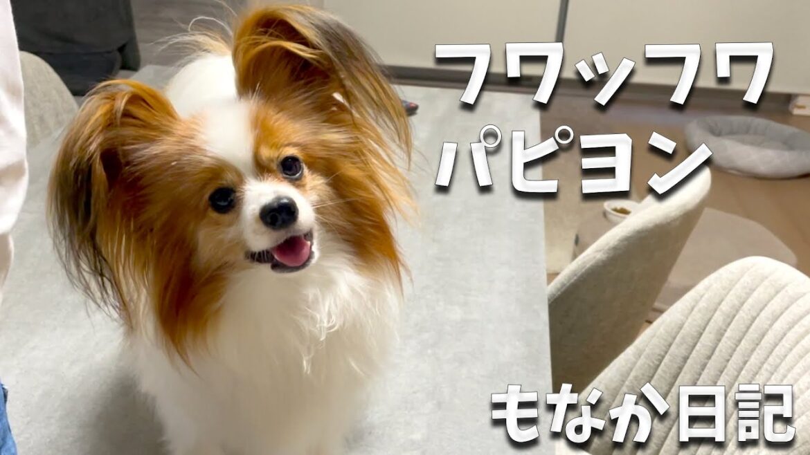 フワッフワになって帰ってきたパピヨンと汚したくない飼い主A #papillon #パピヨン