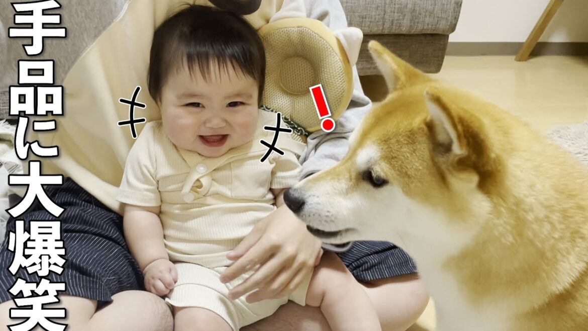 赤ちゃんと柴犬に手品を見せた時の反応が純粋で可愛すぎました