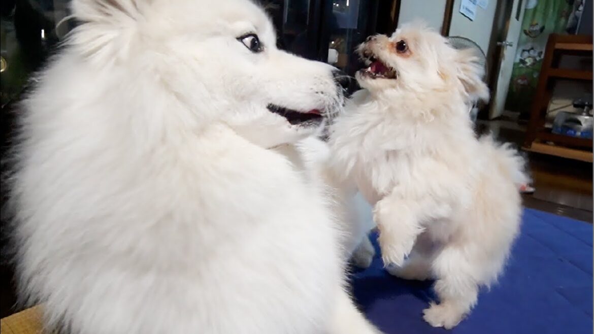 温厚すぎて小型犬にちょっかいかけられても怒り方が分からない大型犬が可愛すぎました… 温厚すぎて小型犬にちょっかいかけられても怒り方が分からない大型犬が可愛すぎました…