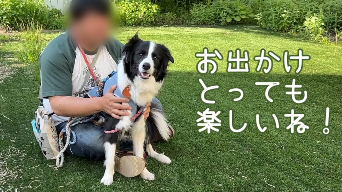 カフェで食いしん坊、甘えん坊なボーダーコリー ！休日のお出かけ、3時間半散歩✨【みつカド】【リュミエールエオンブル】