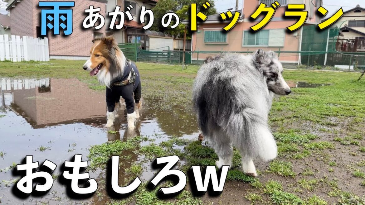 どろんこの犬たちが面白いw【シェルティオフ会】