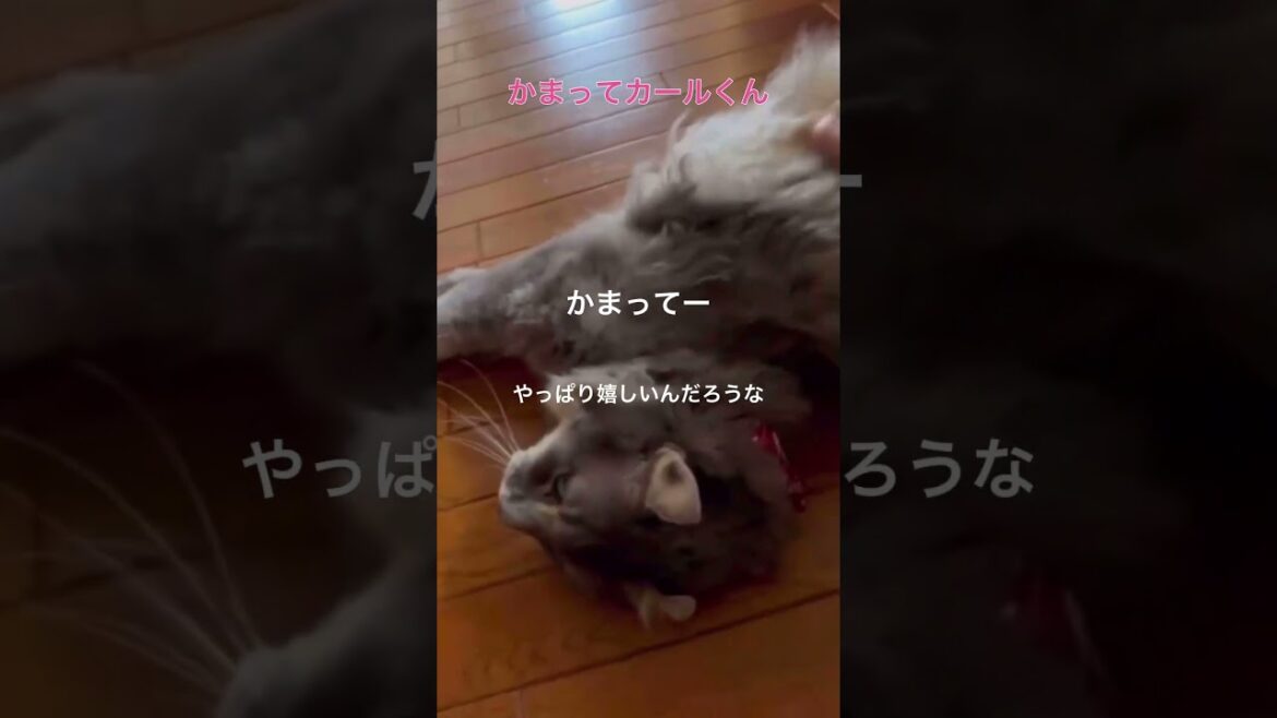 猫動画 #shorts かまってカールくん #アメリカンカール