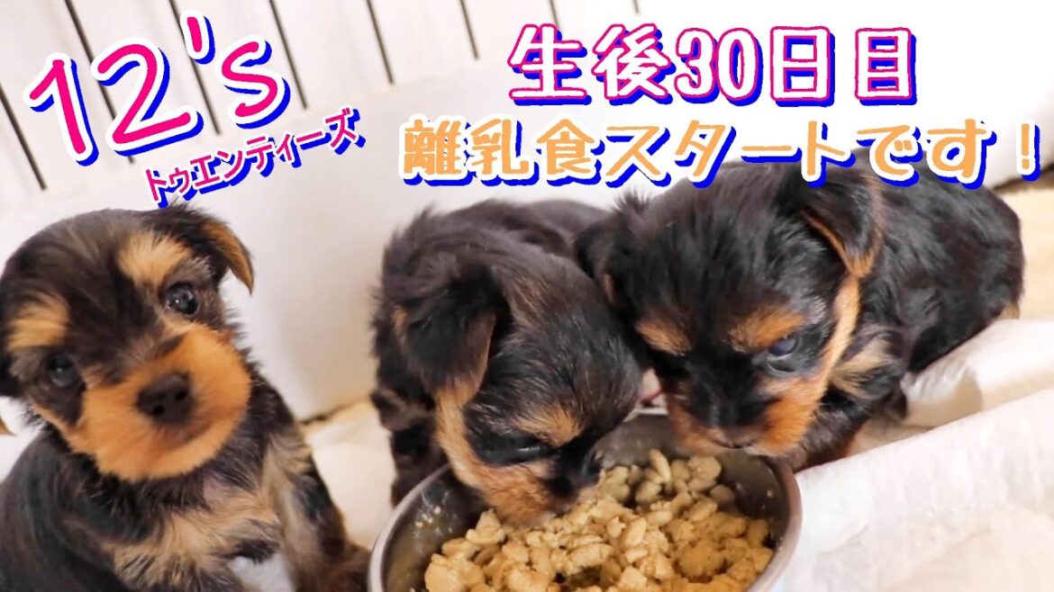 2024年5月12日生まれ12’s【生後30日目】【チャオカーネ】 2024年5月12日生まれ12's【生後30日目】【チャオカーネ】