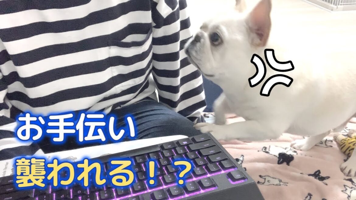 あんなに仲良しだったのに…。【フレンチブルドッグ frenchbulldog】