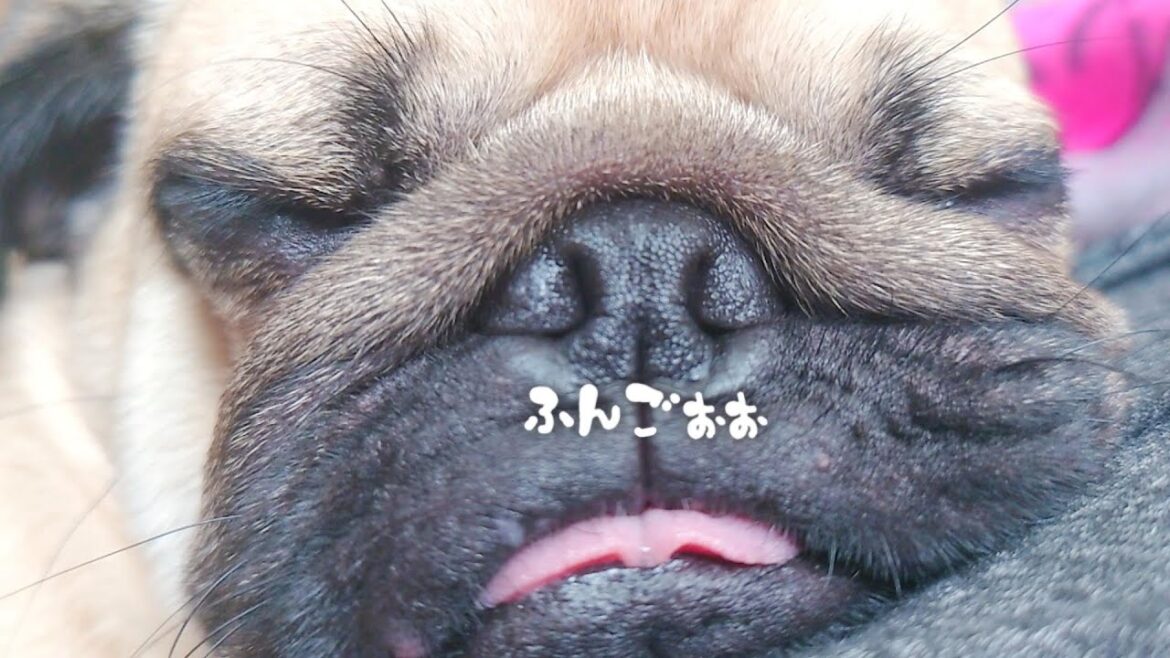 人の足をベッドにして気持ちよさそうに寝てたからアップで撮ってみました｜パグのぺろぽん兄弟pug犬｜