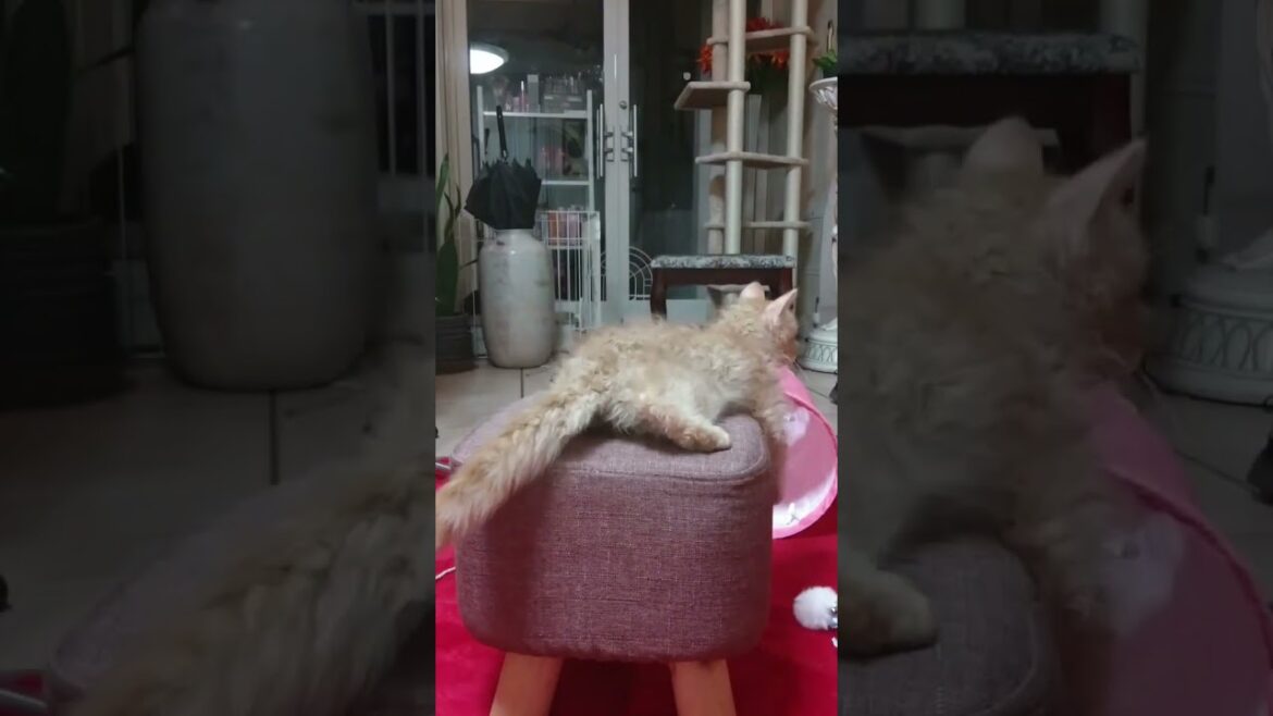 こねこのティー（スクーカム）