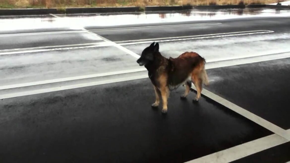 2011.03.21 belgian tervuren  Heavy rain