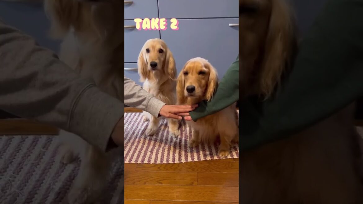 Trying the viral ” hands in” trend with our dogs 犬のチャレンジ動画 #shorts