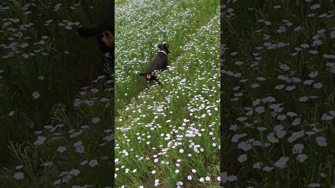 ⚡Рубик⚡ льняное поле ягдтерьер jagdterrier flax field of flowers