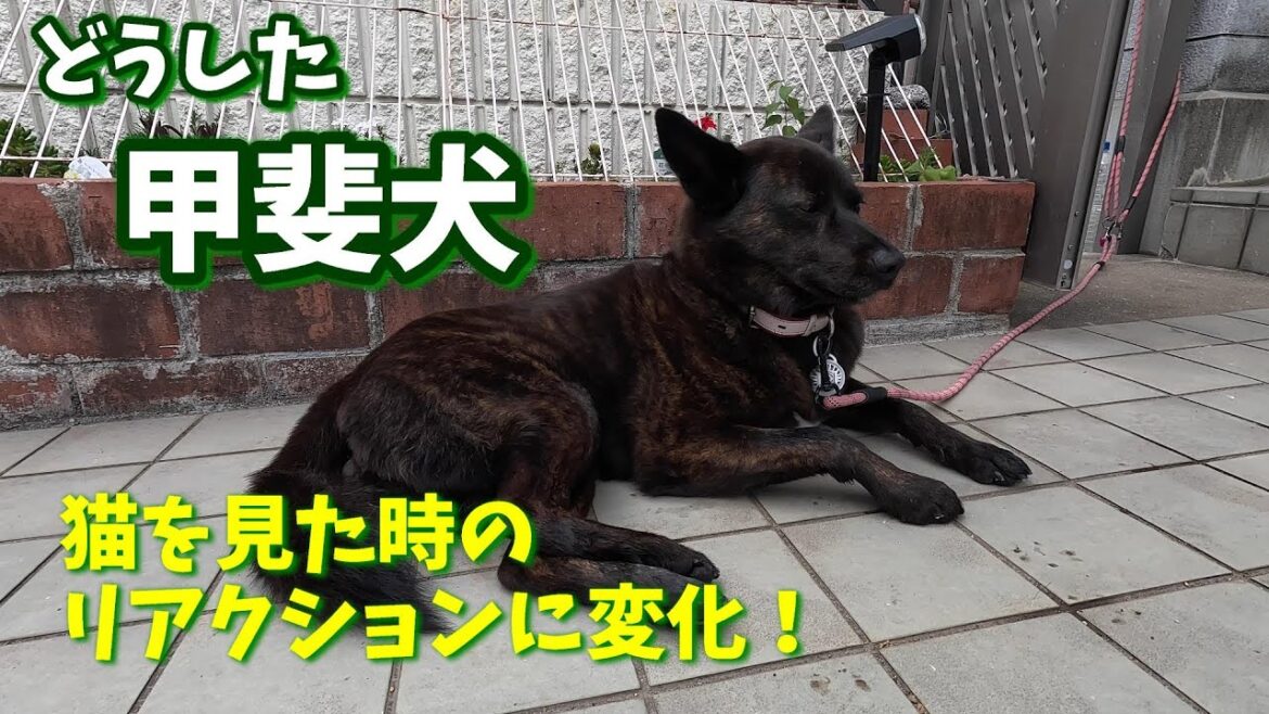 お外で休憩、おとなしくなった甲斐犬-　甲斐犬いち