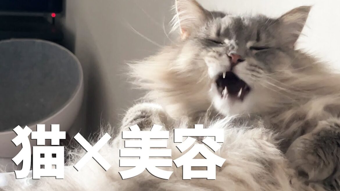 猫と一緒に寝る事で酷かった顎のニキビが治ってきました！ ノルウェージャンフォレストキャット