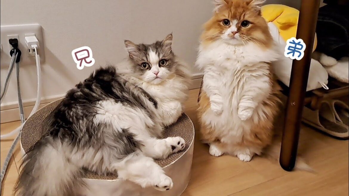 【マンチカン】猫たちと一緒に過ごす夜のひと時が幸せすぎました…