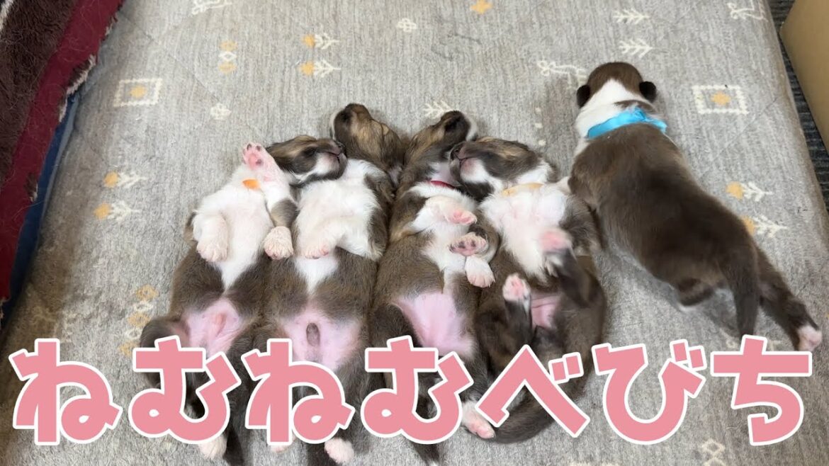 【シェルティ】ねむねむべびち💤【僕は遊びたい】