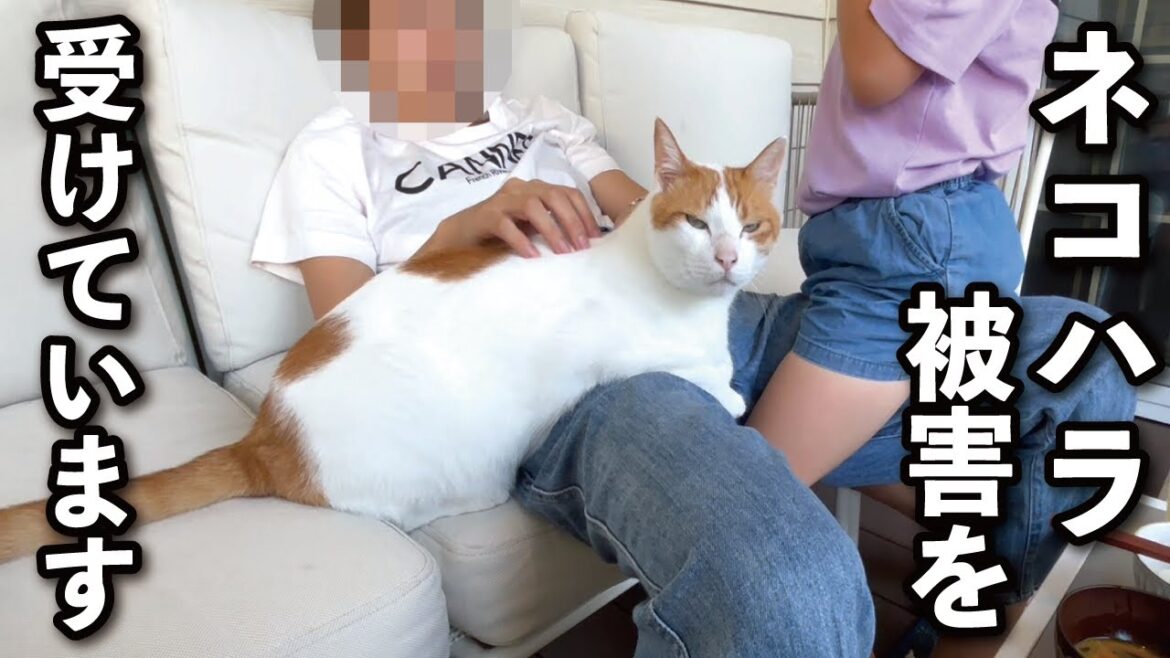 【甘えんぼ猫】深刻です…助けてください!ネコハラ被害を受けています 【甘えんぼ猫】深刻です…助けてください!ネコハラ被害を受けています