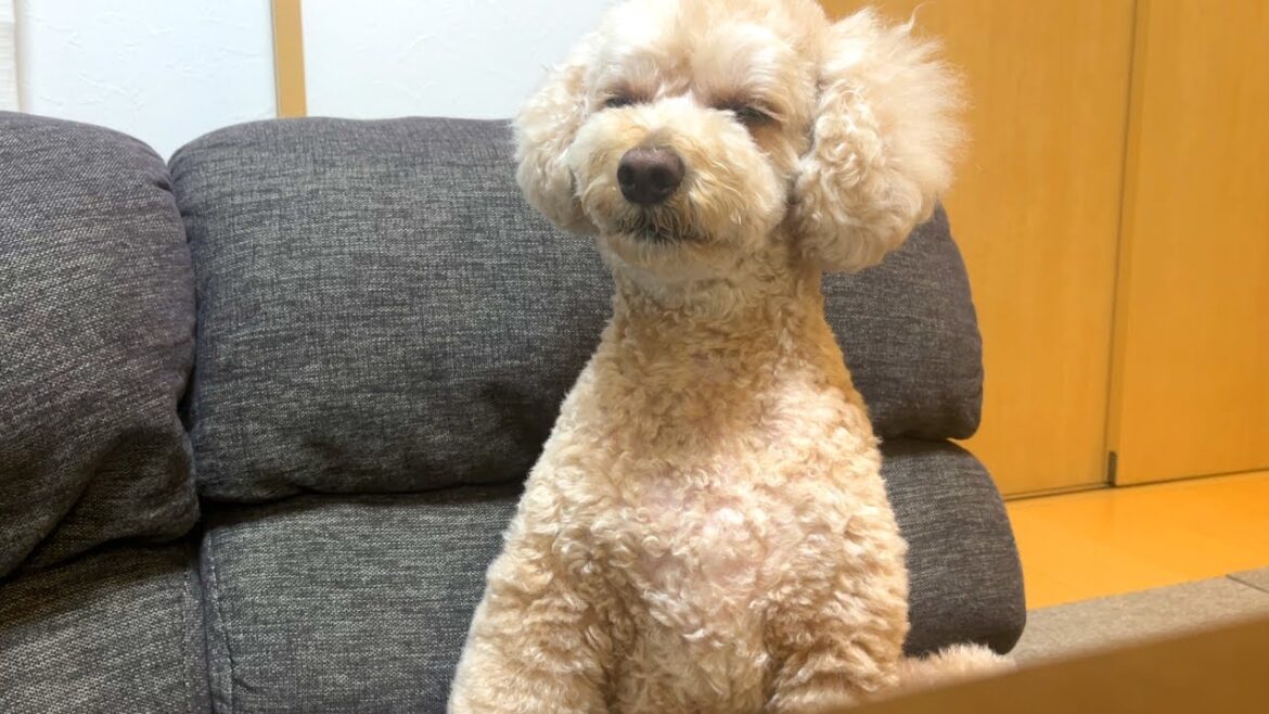自由でマイペースな大きいトイプードルに振り回される家族ｗ【デカプー】【トイプードルのロアくん】【toy poodle】