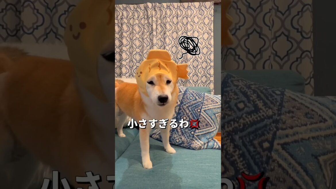 たいやき🐶🐶#柴犬 #チワワ #shorts