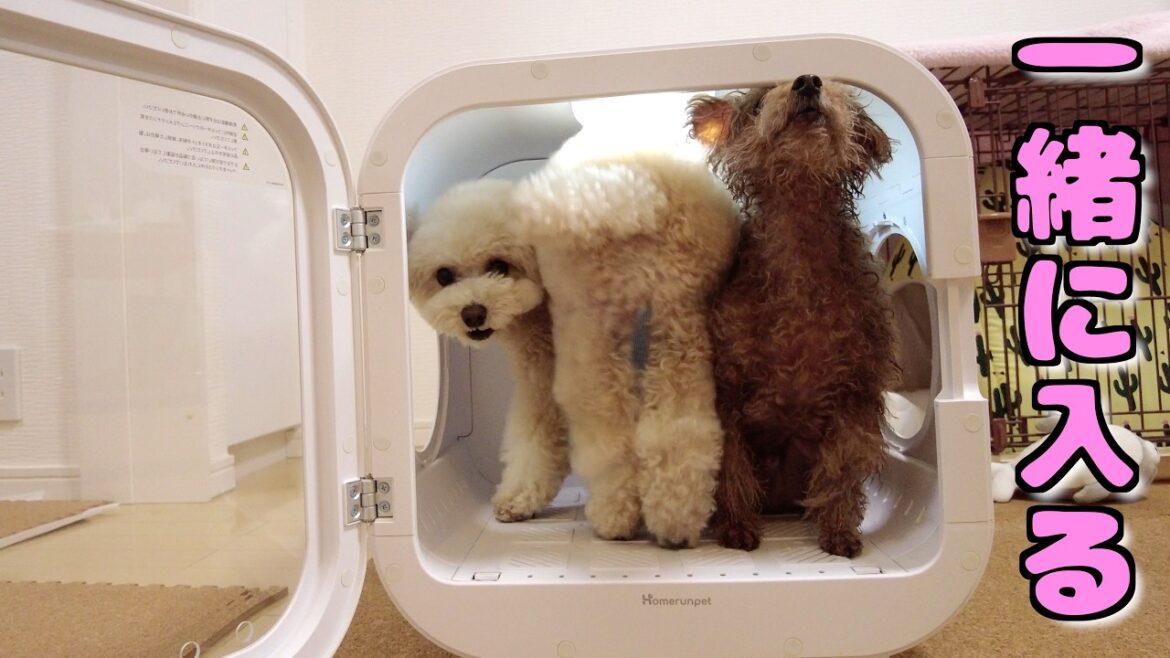 必要無いのに乾燥機に入ってる兄犬の隣に行きたい妹犬が仲良しで可愛い【トイプードル】