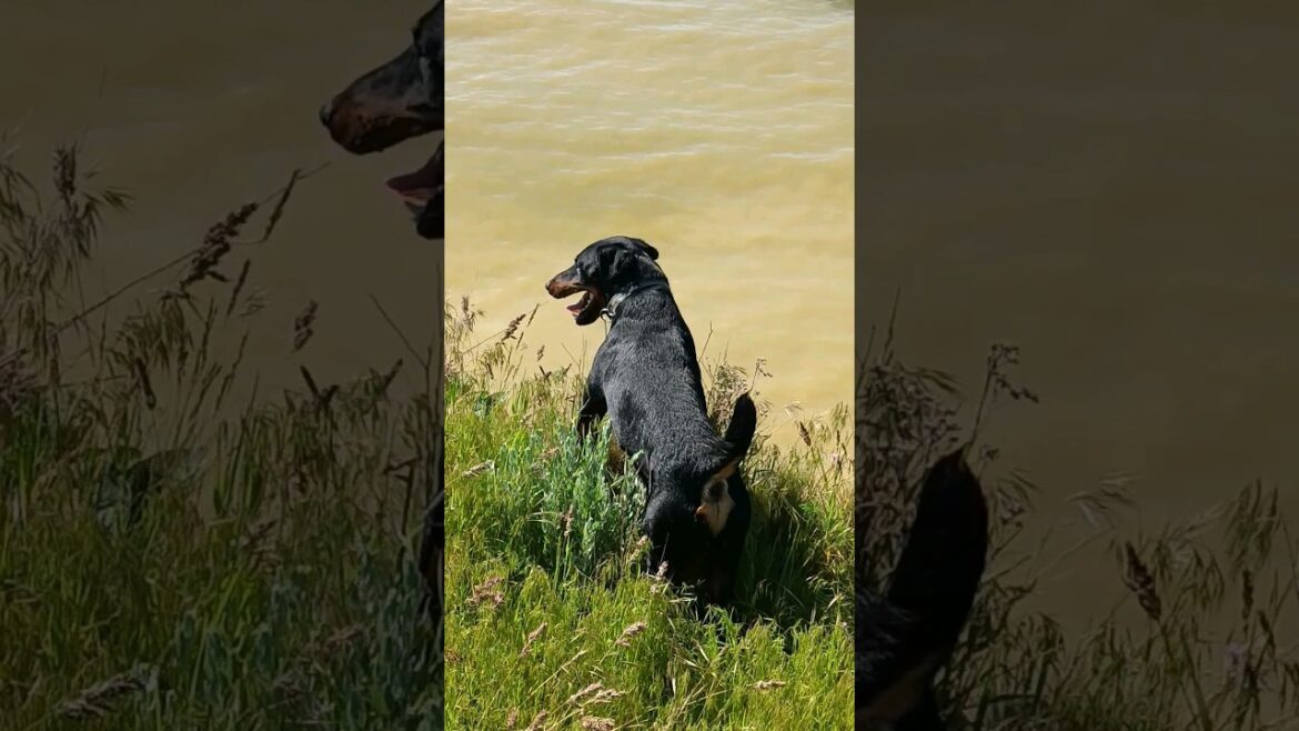 ⚡Рубик⚡ море красота природа ягдтерьер jagdterrier sea nature