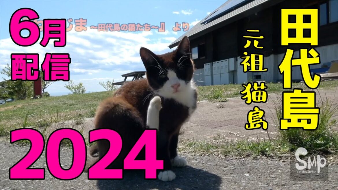 2024 期間限定配信『 ねこじま〜田代島の猫たち〜  』より抜粋
