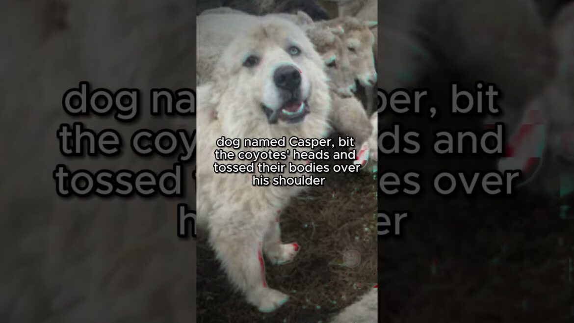 Brave Dog Defends His Farm #dogs