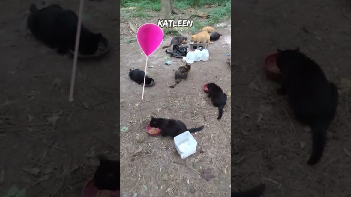 Kindness Matters🐾Sharing Food & Hope with Feral Cats #shorts