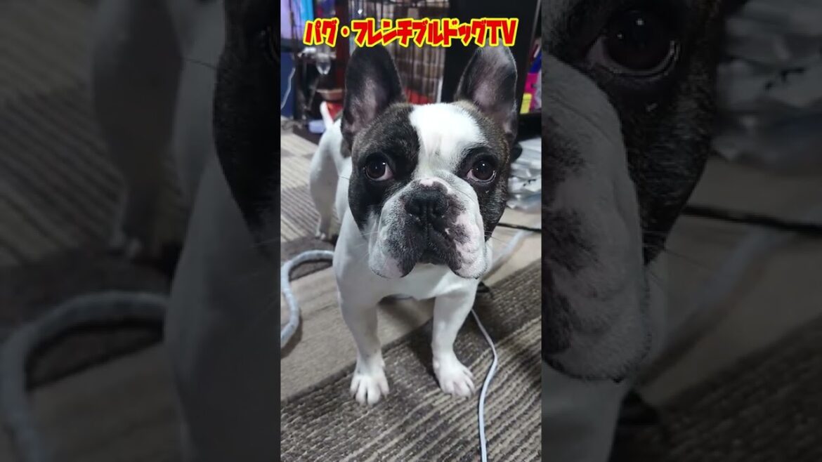 可愛すぎるフレンチブルドッグ　大国神社に行く？　頑張る！ぶーちゃん