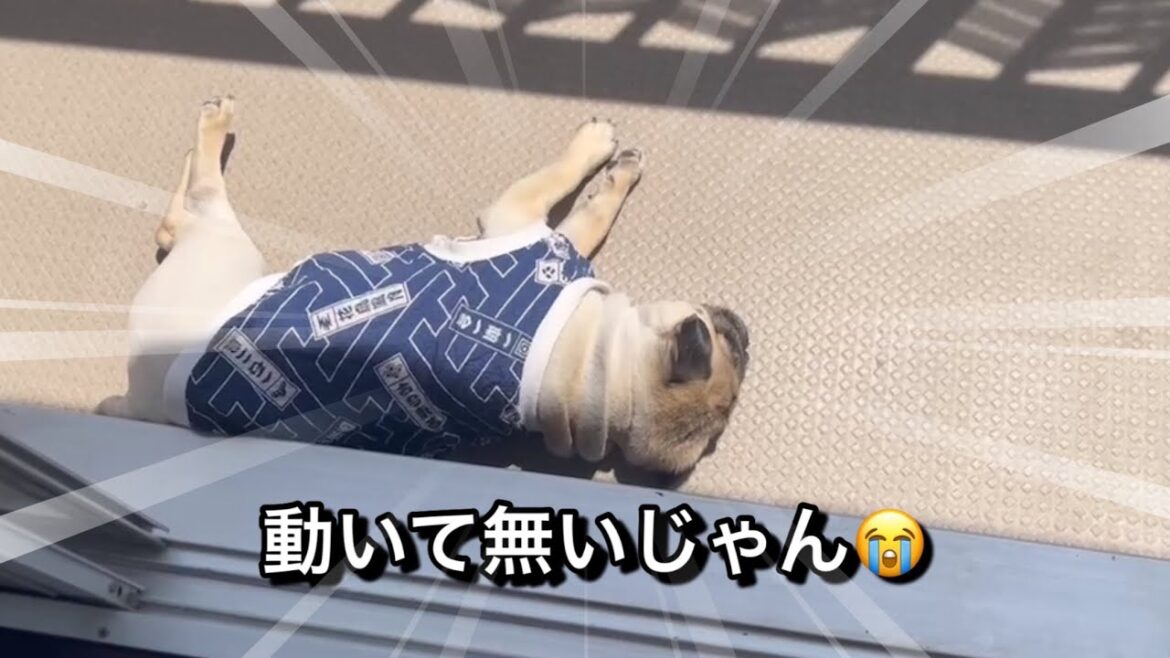 動かず寝てるパグに慌てる飼い主　【パグ侍ももたろ】