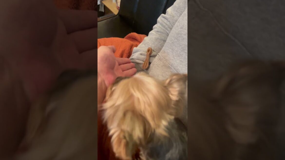 ついに見つけた斜陽さん🐶🍪❣️