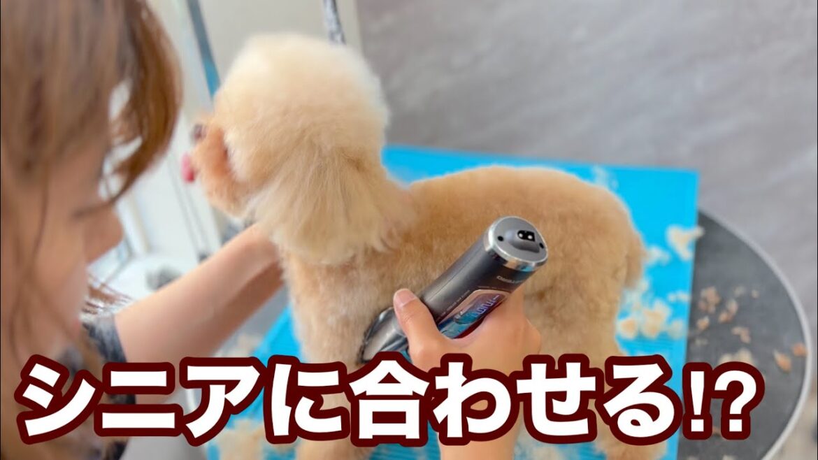 シニアのトイプードルに合わせたトリミング！？（ゆめちゃん）