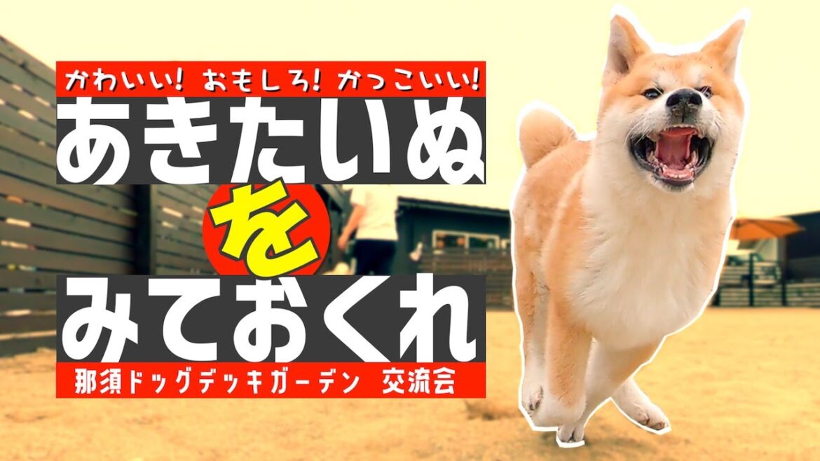 【ふれあい】交流会で出会ったあきたいぬ達です❗️可愛さ全開の彼らをみておくれ❗️