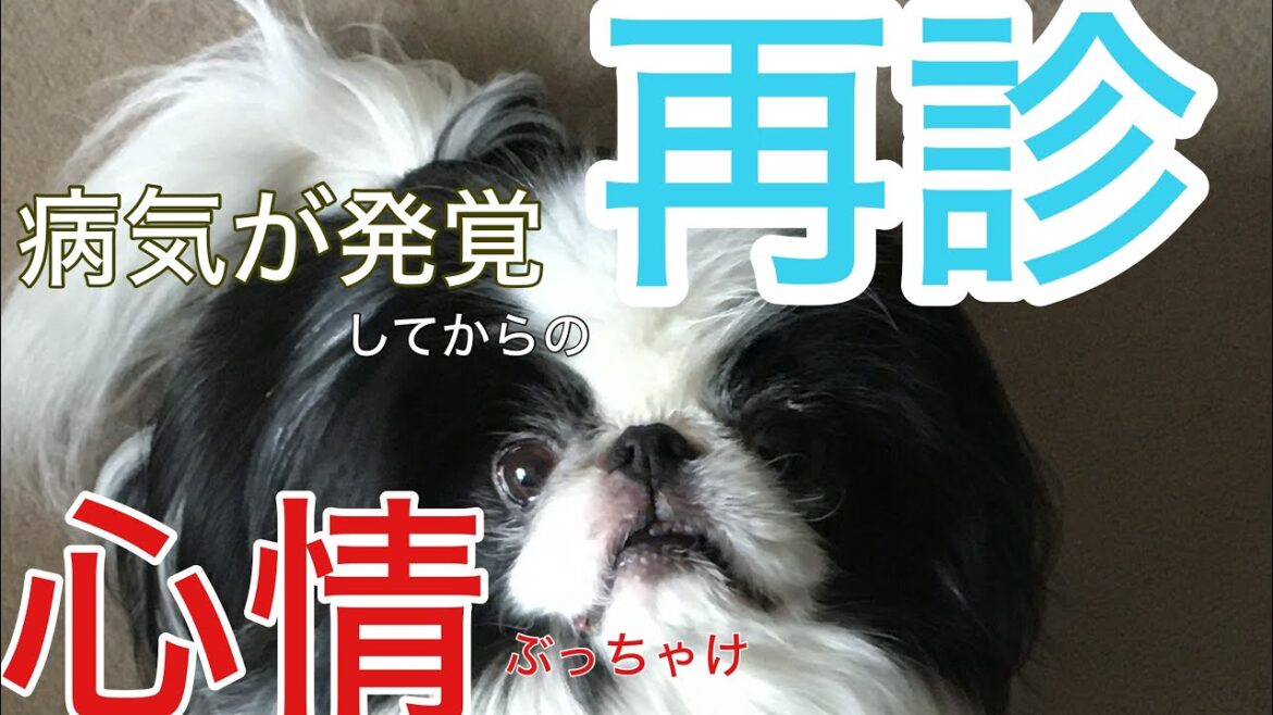 お耳の再診と膵臓の血液検査してもらえた！&検査結果とこれまでの心情とかぶっちゃけ