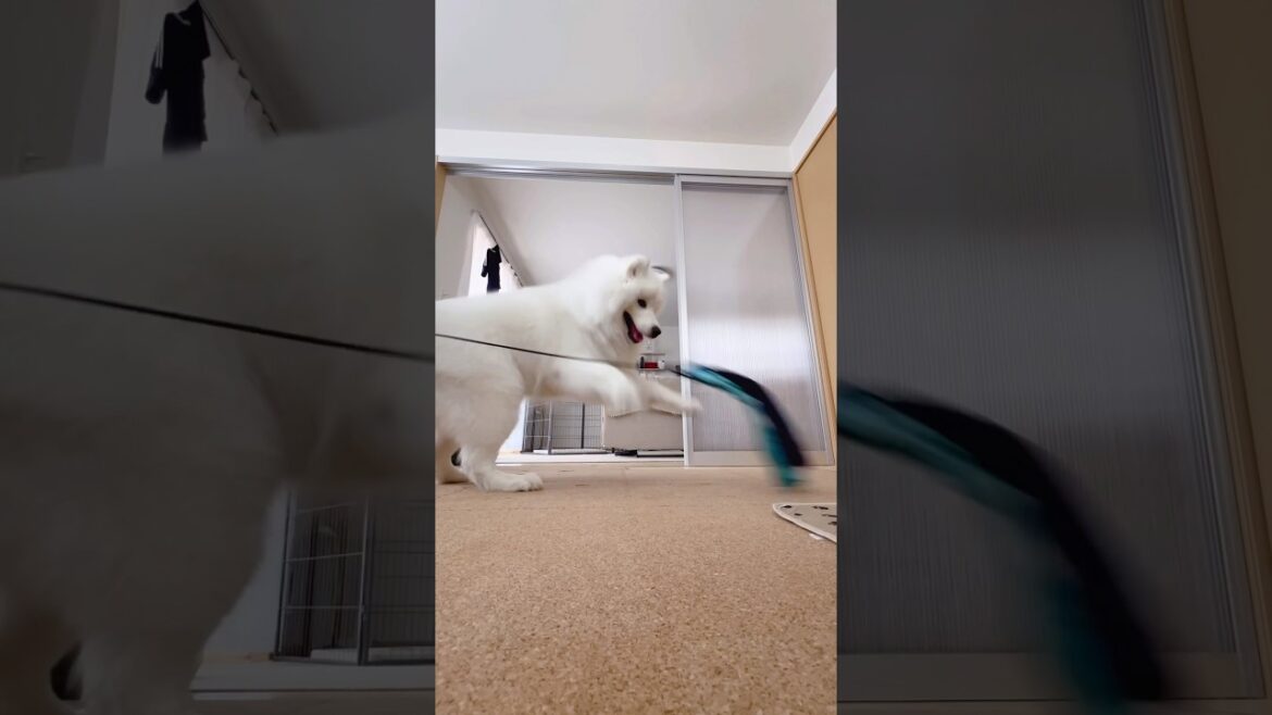 【サモエド】釣竿おもちゃで猫みたいに遊ぶ白モフ #samoyed